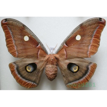 Antheraea polyphemus (Cramer, 1776) female ex. ovo USA 114mm33k